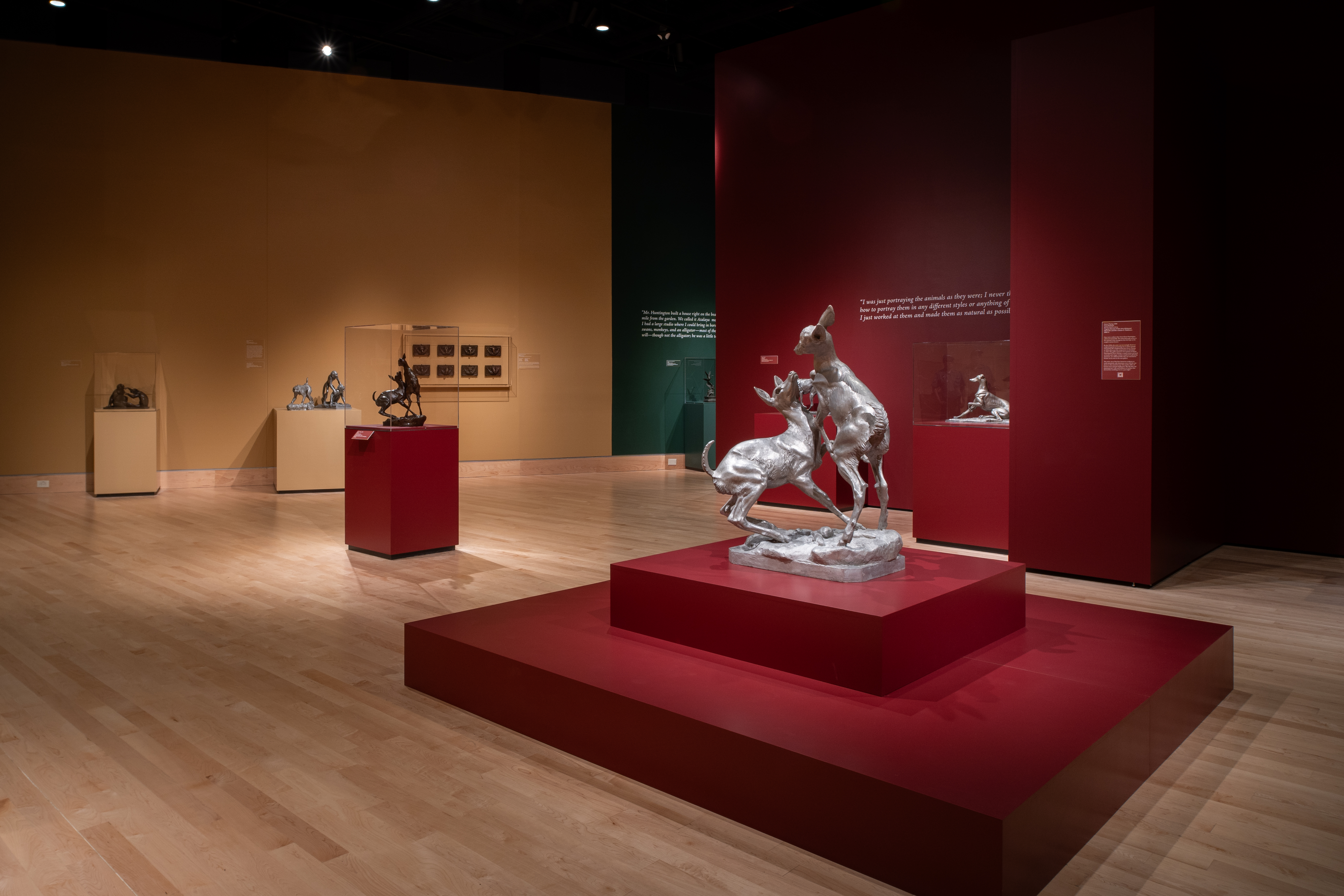 Two chihuahua like dogs play fighting 