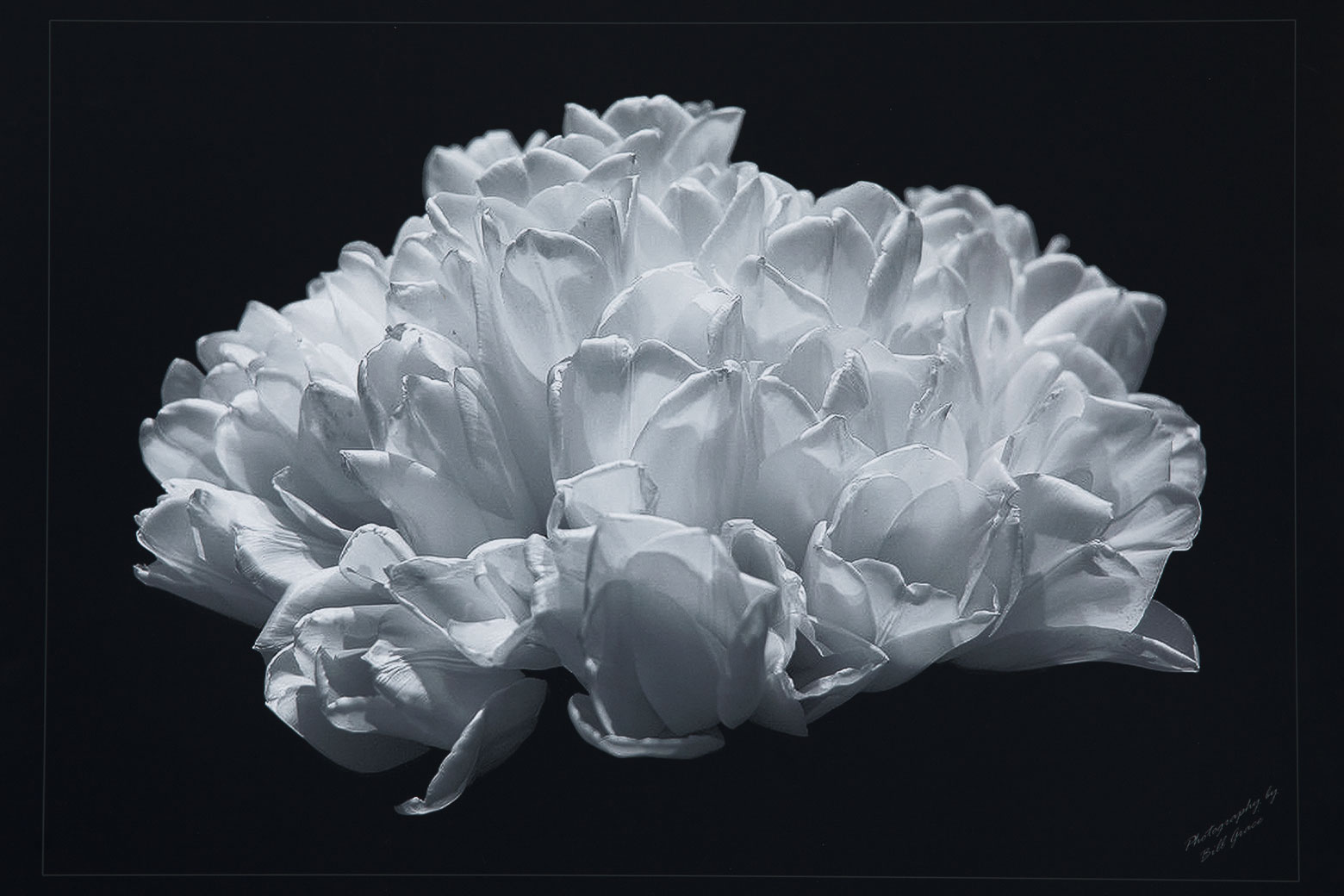 Parakeets investigating a bowl of fruit