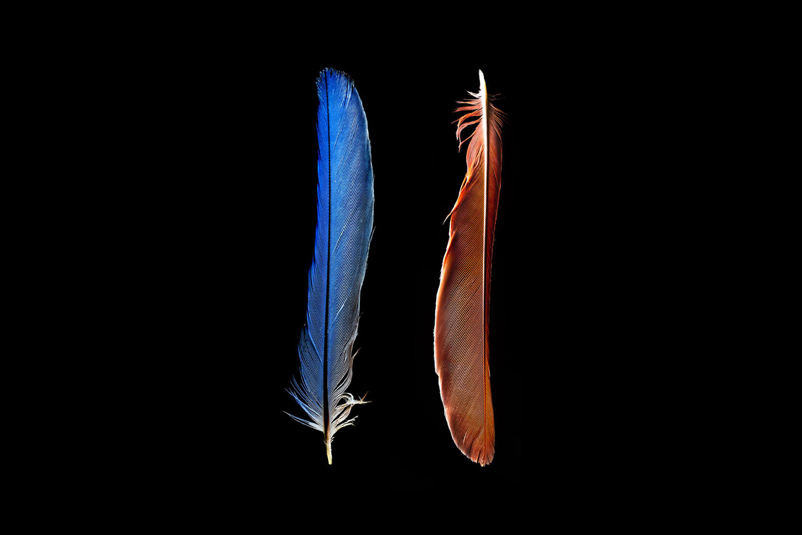 Parakeets investigating a bowl of fruit